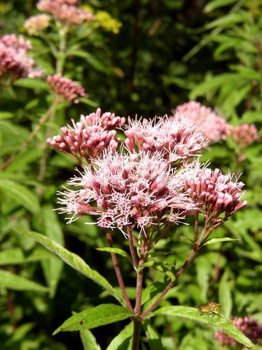Eupatoire chanvrine   Eupatorium cannabinum 